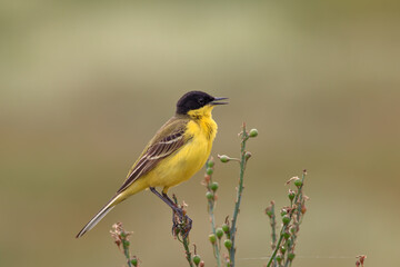 Western Yellow Wagtail standing on green grass