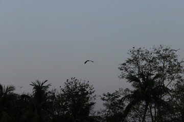 Birds Flying Back Home during Evening Sky