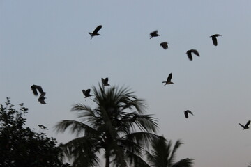 Birds Flying Back Home during Evening Sky