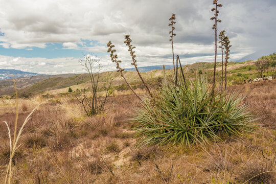 A puya plant after blooming, growing in La Candelaria desert in the eastern Andean mountains of central Colombia, near the town of Raquira.