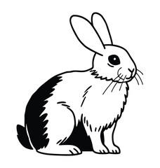A bunny on white background