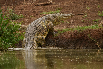 Nile crocodile hauling out of the water at a dam in Manyoni Game Reserve, Kwa-zulu Natal, South Africa