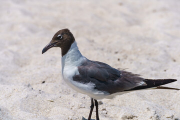 Seagull at Bean Point on Holmes Beach at Anna Maria Island, Florida