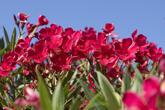 Laurier rose fleurs rouges