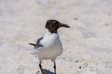 Seagull at Bean Point on Holmes Beach at Anna Maria Island, Florida