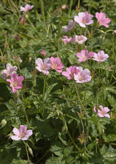 Géranium vivace rose