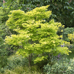  Acer shirasawanum 'Jordan'