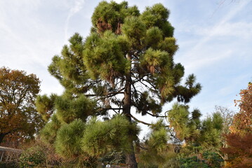 Pinus pinaster au jardin	
