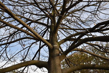 Branchages de asimina triloba en hiver