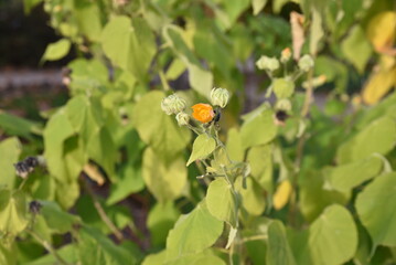 Abutilon theophrasti en été au jardin
