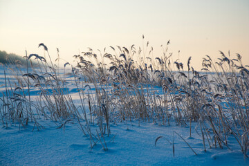 reeds in the snow