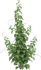 Create original Climbing creeper ivy plant small medium, Big isolated.