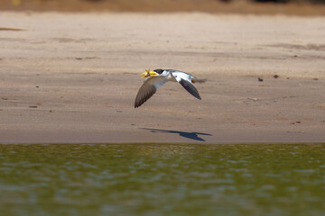 A American black skimmer (Rynchops niger) in flight with a huge fish.