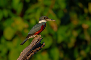 Obraz premium A rare and beautiful Ringed Kingfisher, Megaceryle torquata with its massive bill perched on a branch, flying. Manu national park Peru.