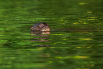 Giant River Otter, Pteronura brasiliensis, portrait, Peru, Manu national park. South American carnivorous mammal. It is the longest member of the weasel family.

