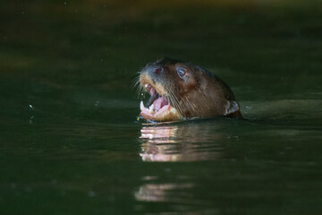 Giant River Otter, Pteronura brasiliensis, portrait, Peru, Manu national park.  South American carnivorous mammal. It is the longest member of the weasel family.