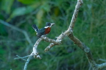 A rare and beautiful Ringed Kingfisher, Megaceryle torquata  with its massive bill perched on a branch, flying. Manu national park Peru.