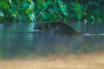 Peruvian Amazon Tapir swimming in a river. Enigmatic gentle giant of the rainforest, Manu park, Peru. Amazon.