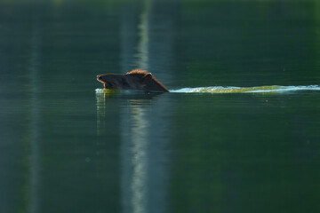 Peruvian Amazon Tapir swimming in a river. Enigmatic gentle giant of the rainforest, Manu park, Peru. Amazon.