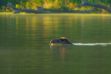 Fototapeta premium Peruvian Amazon Tapir swimming in a river. Enigmatic gentle giant of the rainforest, Manu park, Peru. Amazon. 