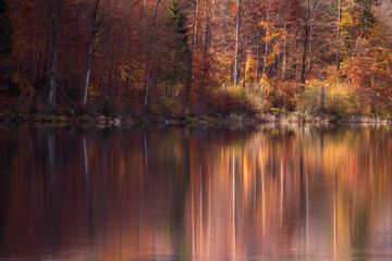 Colorful Trees Reflecting in Water in Autumn. Autumn landscape with a view of yellow birches and pines by a lake with reflections