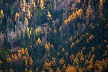 Incredible autumn view at Italian Dolomite Alps. Orange larches forest and foggy mountains peaks on background. Dolomites, Italy. Landscape photography