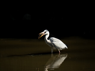 Fototapeta premium Czapla siwa (Ardea cinerea)
