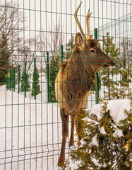 Deer in an aviary in winter