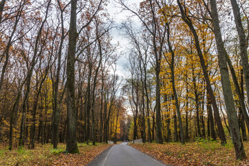 Fototapeta premium Colorful autumn trees lining a peaceful road in a serene forest during an overcast day