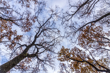 Looking up at autumn trees with bare branches and scattered leaves in a tranquil forest setting during late afternoon