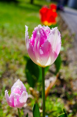 Beautiful pink tulip blooming in the sunlight