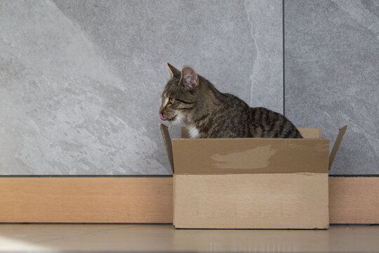 Fototapeta Mały śmieszny szary kot w kartonowym pudełku