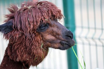 Obraz premium funny shaggy Brown Alpaca Enjoying a Green Grassy Snack