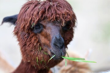 Obraz premium funny shaggy Brown Alpaca Enjoying a Green Grassy Snack