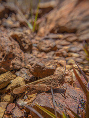 A brown spur-throated grasshopper camouflaged on stones of the La Candelaria desert, in the eastern Andean mountains of central Colombia, near the town of Raquira.
