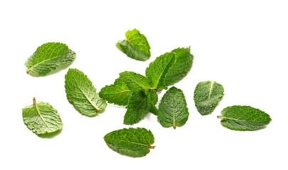  Fresh mint leaves isolated on white background, side view