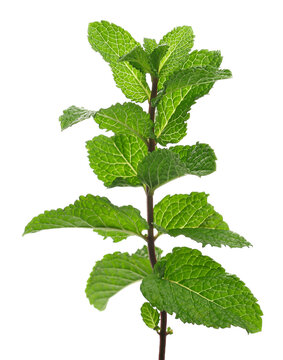 Fresh mint leaves isolated on white background