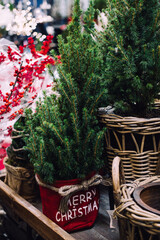Various small potted Christmas trees in rustic woven and fabric containers displayed on a wooden table. Natural holiday styling, eco-conscious decor, rustic container design, sustainable celebration