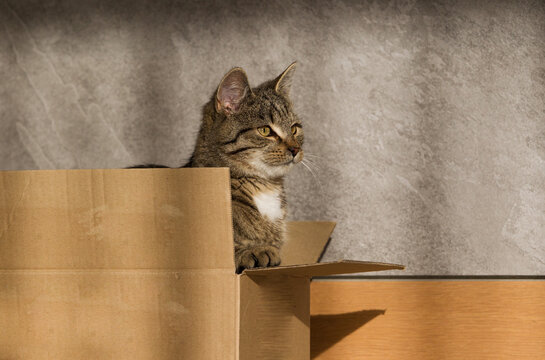 Fototapeta Mały śmieszny szary kot w kartonowym pudełku