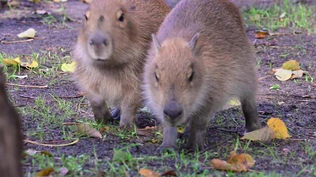 Group of capybaras foraging and eating, one jumping playfully