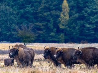 Components of a herd of European Bison in the Bialowieza National Park in Poland