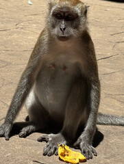 Monkey sits calmly holding bright yellow banana.