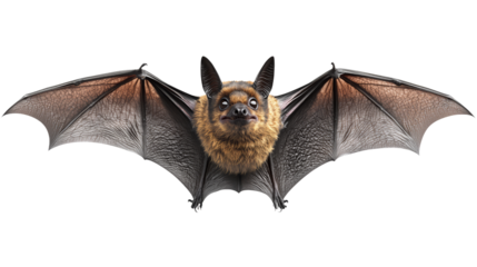 Brown Bat With Spread Wings Isolated On White Background Full Body Studio Shot