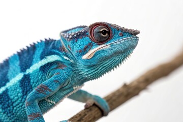 Fototapeta premium Vibrant Blue Chameleon Perched on a Branch Against a Neutral Background