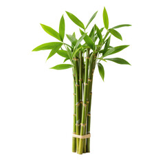 Naklejka premium Vibrant Green Bamboo Stalks with Fresh Leaves, Organic Zen Growth Isolated on Transparent Background
