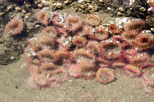 Group of beautiful colorful Anemones with pink tentacles in the sandy beach among rocks in the water of a tidepool, Pacific coast of British Columbia.