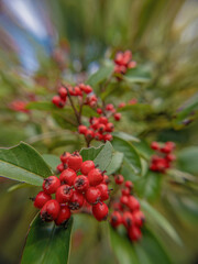 A raceme of tropical cotoneaster berries hanging from the tree; wide angle macrophotography captured in a garden in the eastern Andean mountains of central Colombia, near the town of Villa de Leyva,