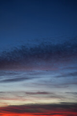 Fototapeta premium Blue and red twilight sky with layers of soft clouds and a single bird flying across horizon
