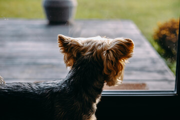 Yorkshire terrier looking out a window, waiting for the owner and watching outside. A curious Yorkie doggy, lapdog gazes out the glass door.