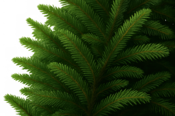 Green fir tree branches creating natural border, fresh evergreen plant, christmas holiday season, transparent background